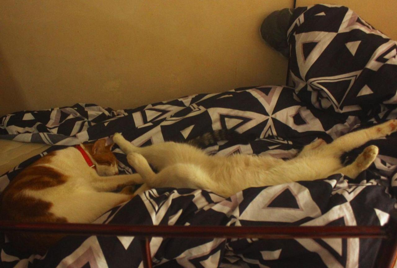 Everyday Cat Hostel Batoumi Extérieur photo