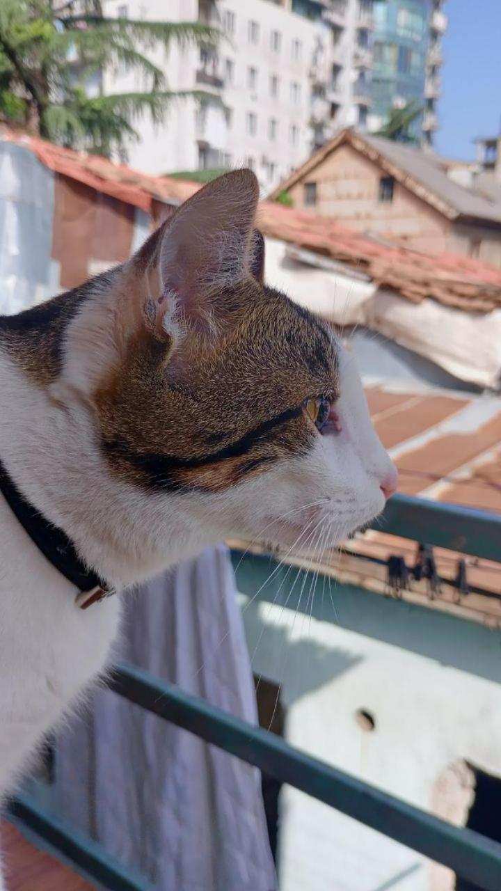 Everyday Cat Hostel Batoumi Extérieur photo